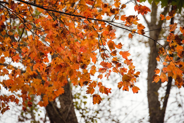 CT tree in the fall beautiful leaves - thatphotographergirl dot com